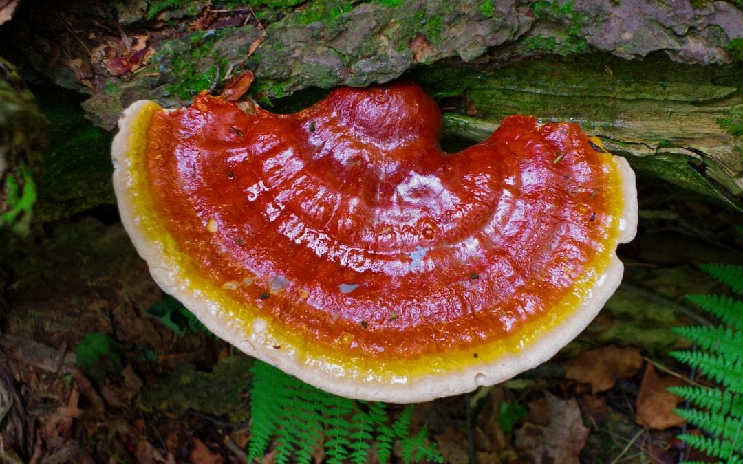 What Are Reishi Mushrooms, And Can I Have Them In My Risotto?